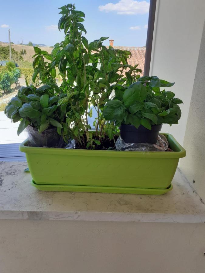 Ferienwohnung La Terrazza Del Silenzio Fattoria Spedaletto Exterior foto